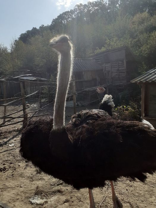 Vând o pereche de struți. Vârstă 2 ani .