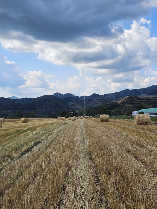 Vand  grâu si baloti de paie de grâu
