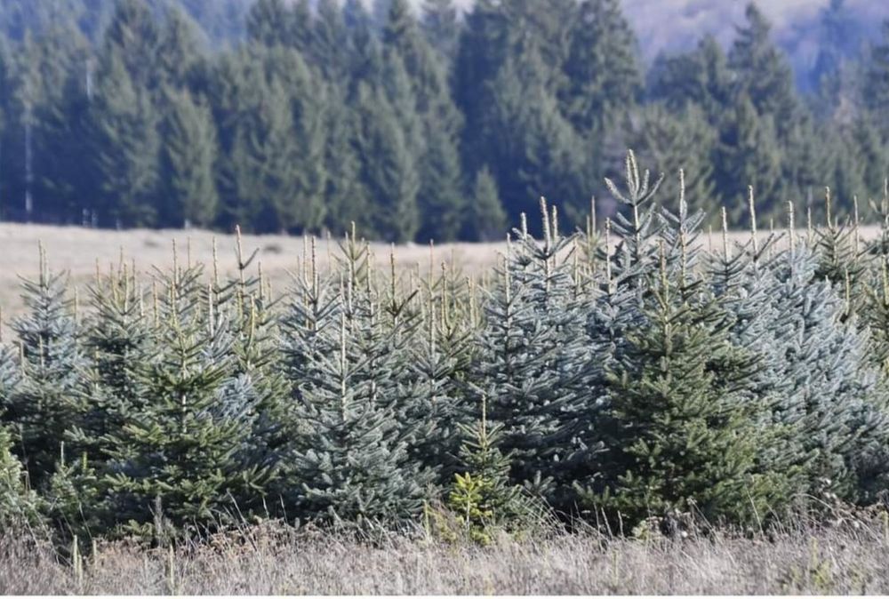 Brazi arginti oferta la cantitate mare