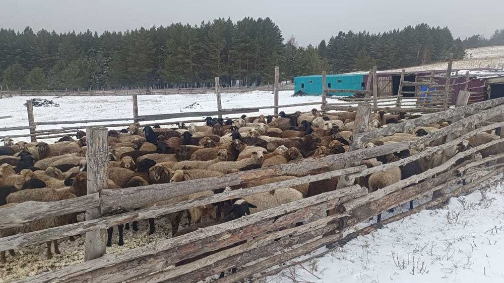 Продам баранов оптом