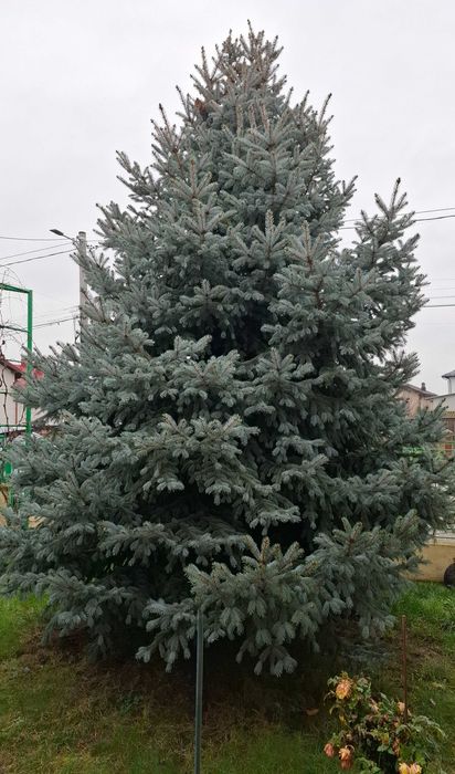 Brad natural argintiu, aproximativ 5-6 metri.