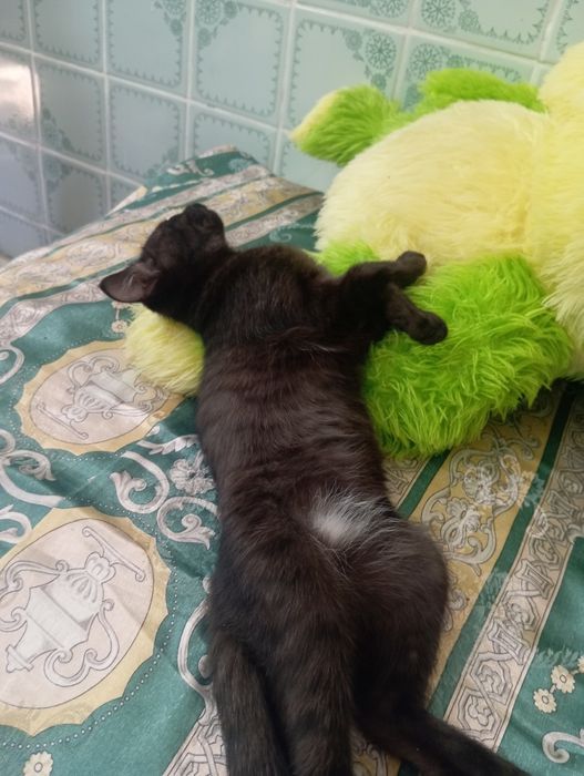 Отдам кошечку,2,5 месяца