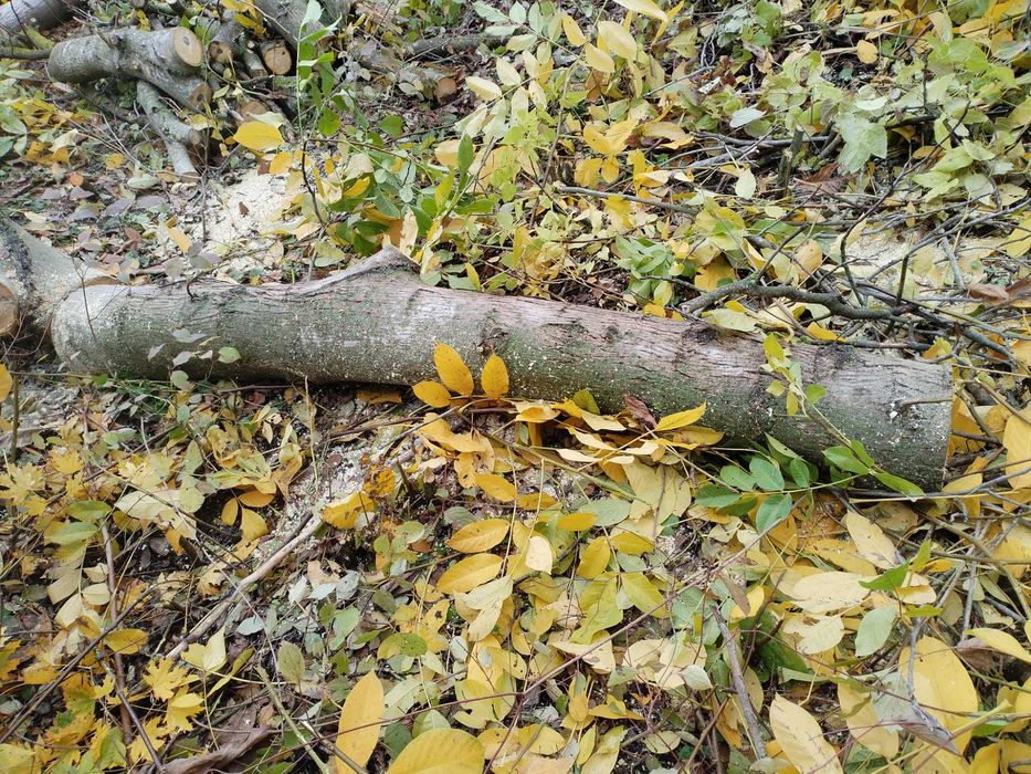 Стебла Трупи от Орехови Дървета Различна Дебелина и Дължина