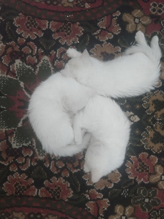 Котята ищут добрых и заботливых хозяев