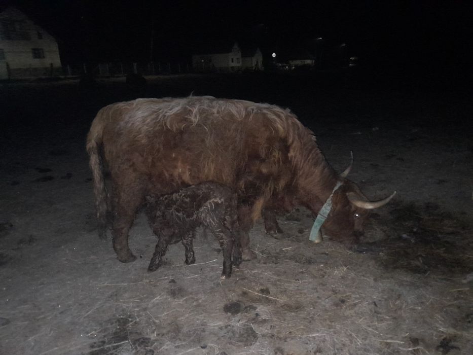 Vând Vaci de rasă Higland .