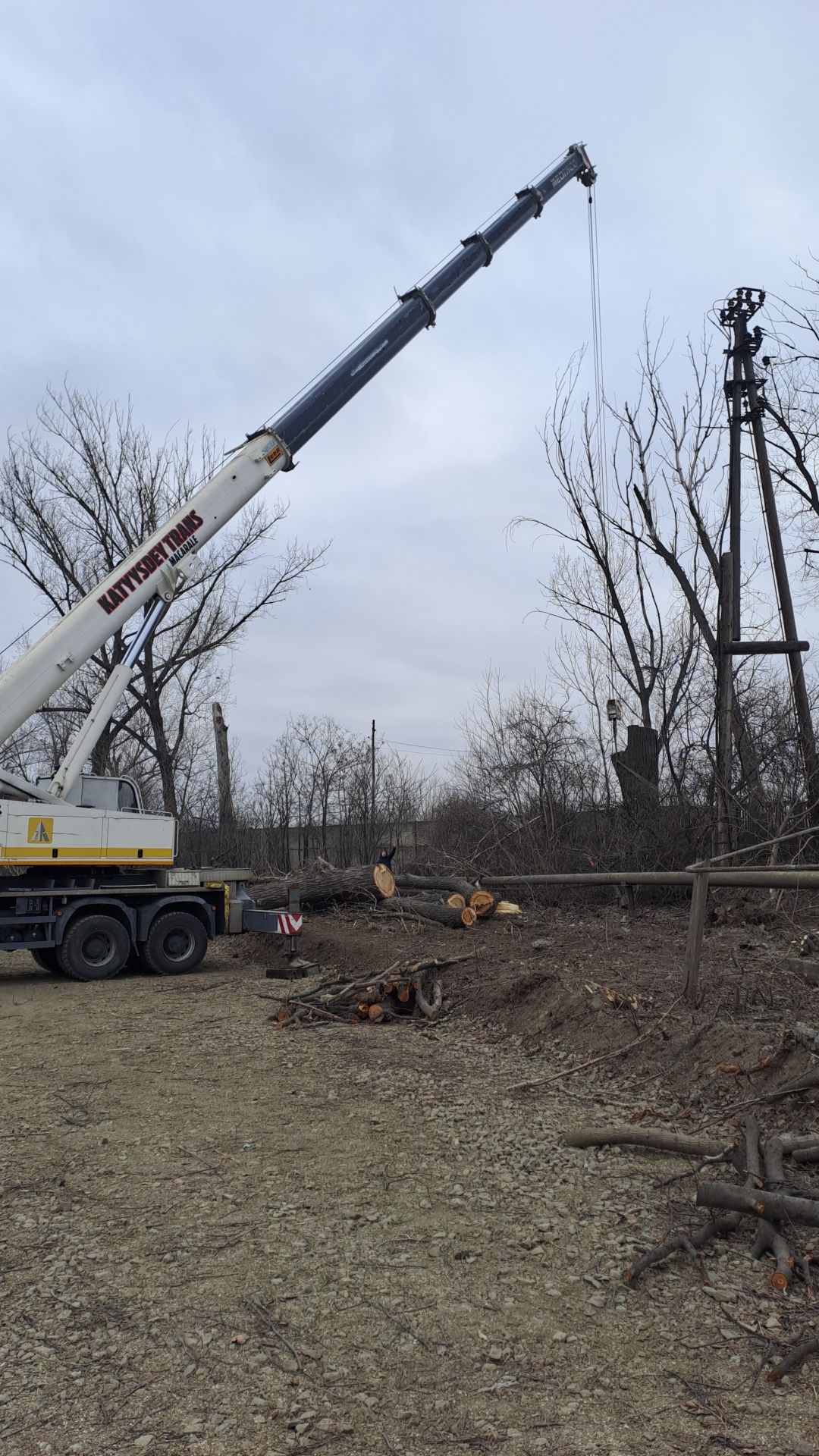 Tăiere Arbori De Mari Dimensiuni.