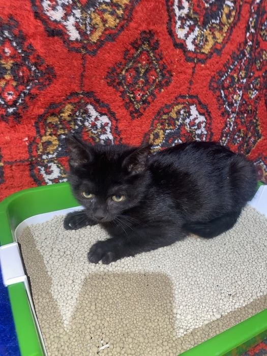 Mushuk bolasi tekinga