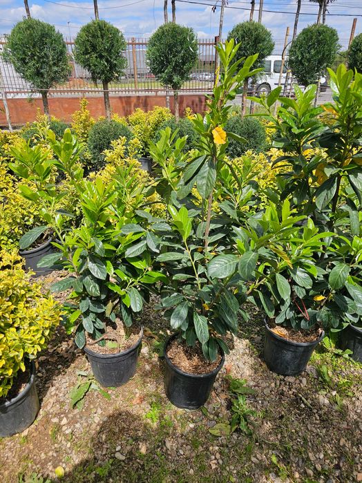 Laur englezesc lelandy diferite dimnsiuni pret accesibil