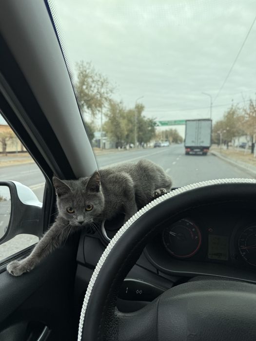 Мысық сатылады бағасы 20мың.