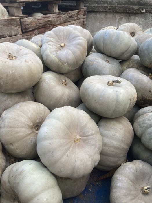 Продавам тикви ’Самсон’ на едро