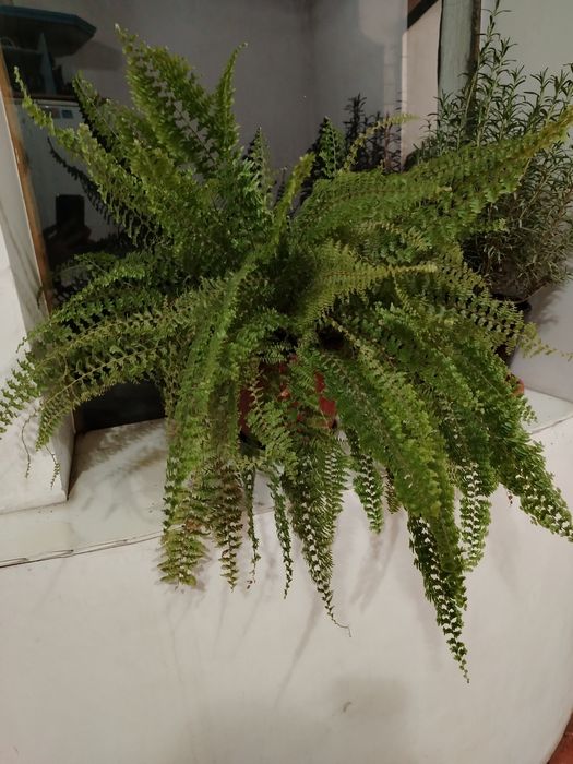 Продам папоротник