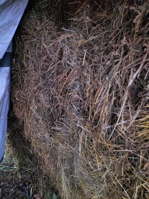 Vând baloți rotunzi și dreptunghiular