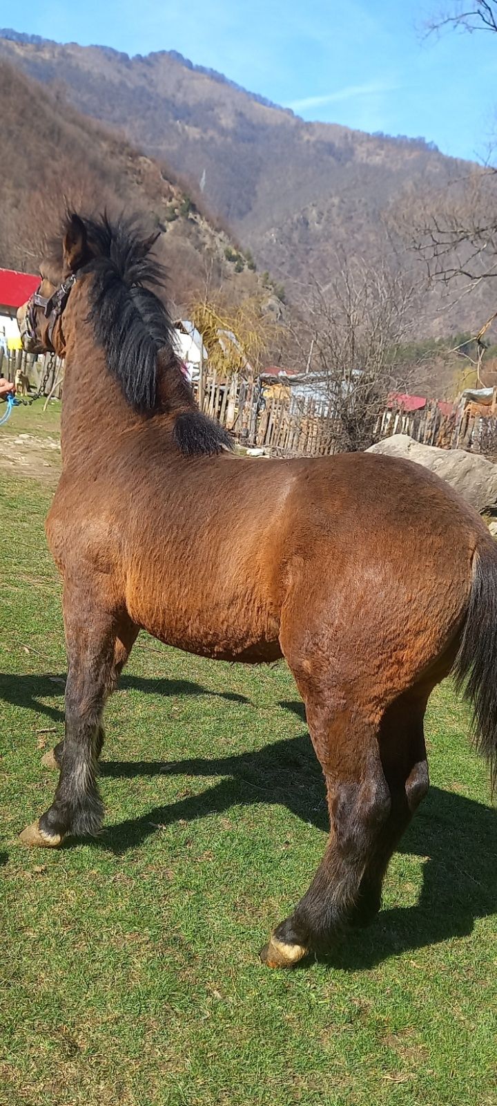 Vând mânz de 10 luni