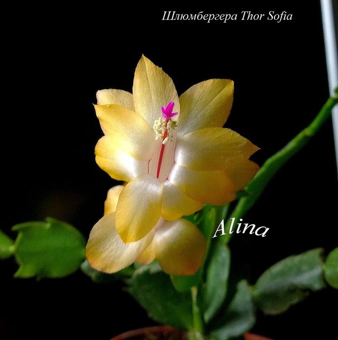 Сортовая шлюмбергера (декабрист) Thor Sophia