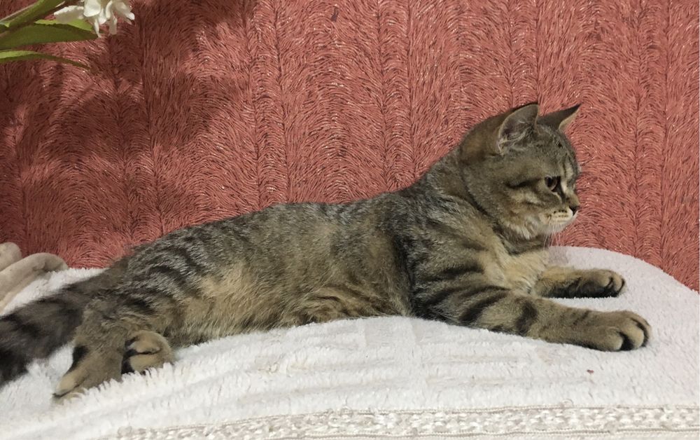 плюшевый красавчик