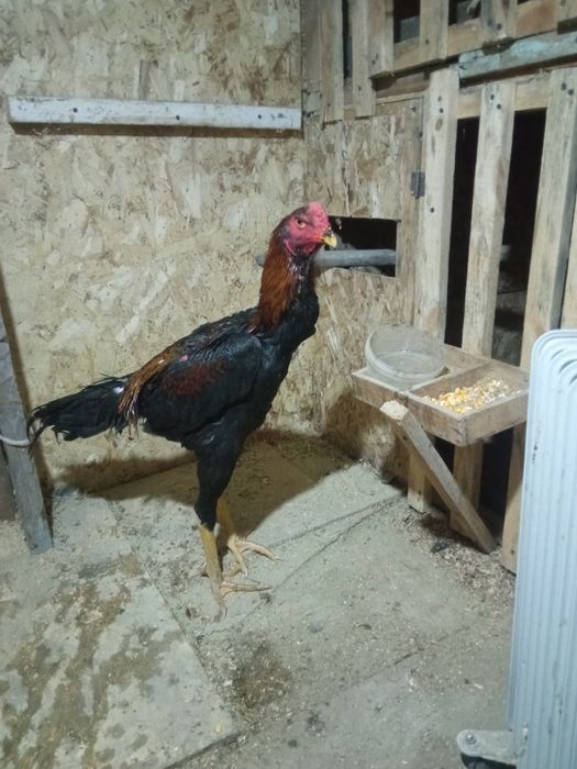 Дакан. Хороших  петя. Майский