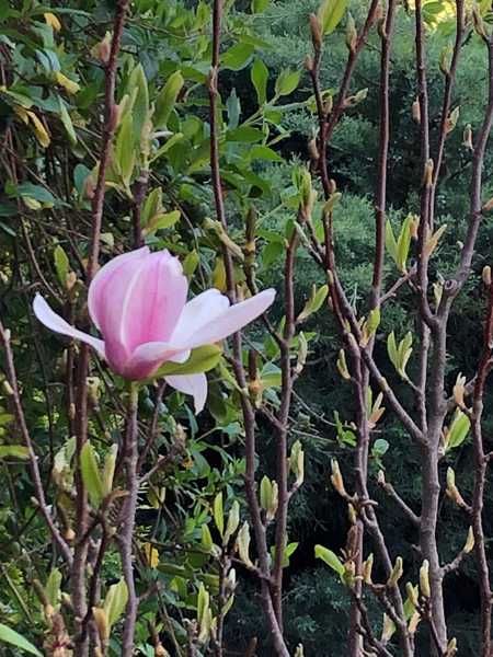 Magnolie de vânzare