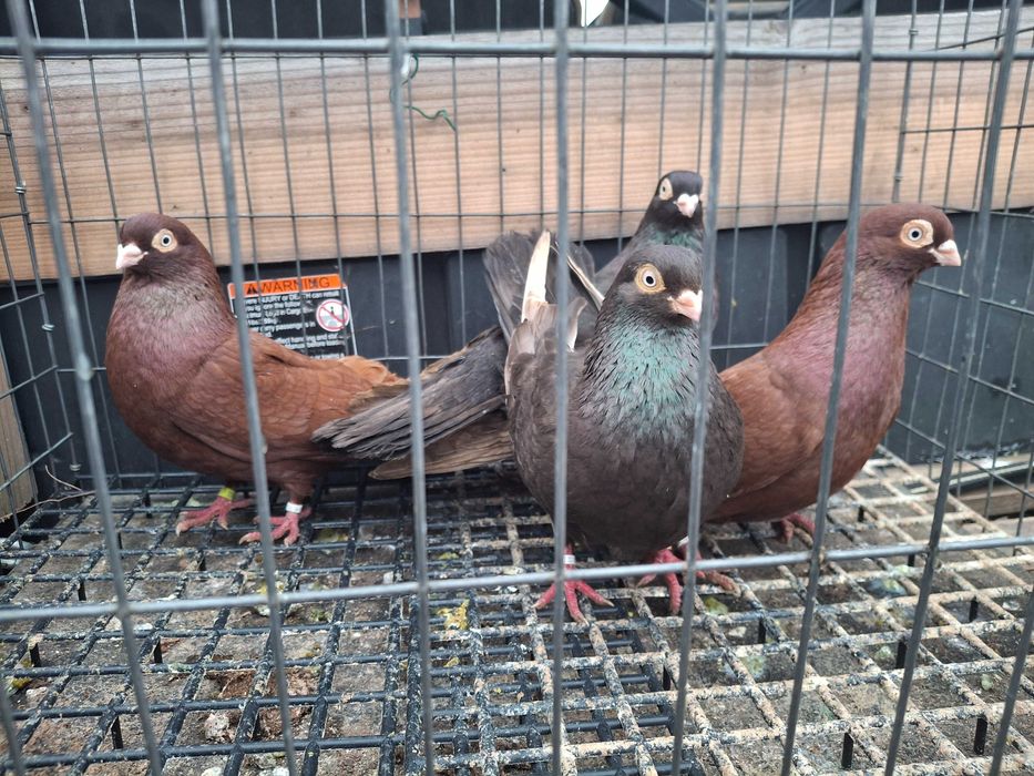 Porumbei jucatori galateni