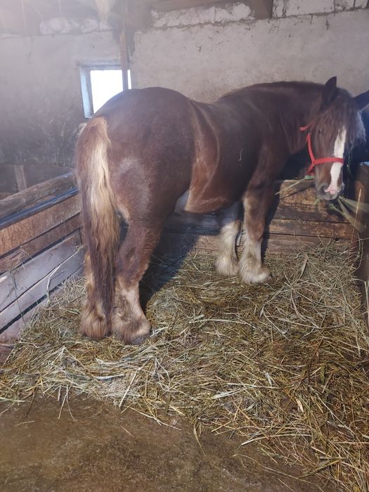 Vând manza belgiana