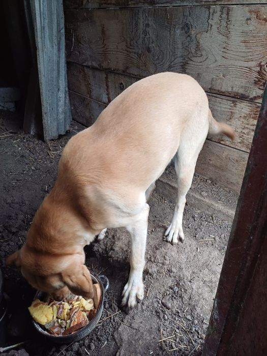 Donez caine Labrador adult