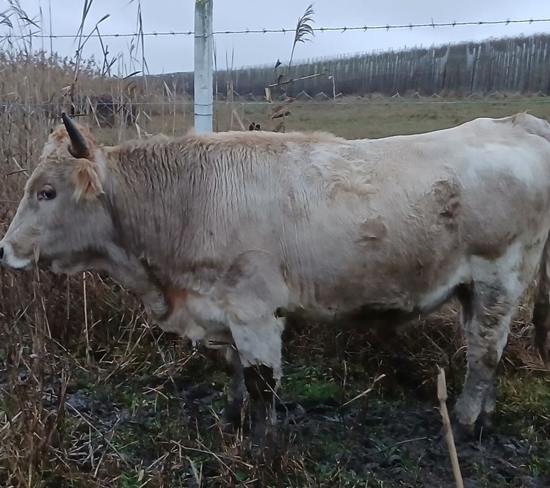 Taur de 1 an jumate și vițea de 10 luni