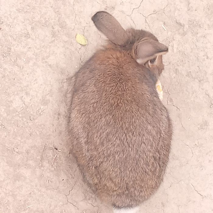 Erkak quyon sotiladi