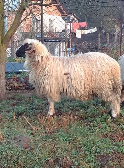 Vând berbecut fătat mai târziu cei interesați