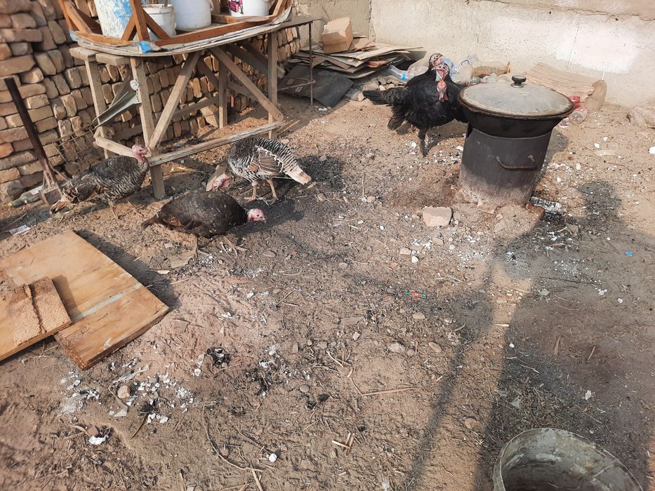 5та мода 1та нар курка сотилади биржоя 350000 сумдан