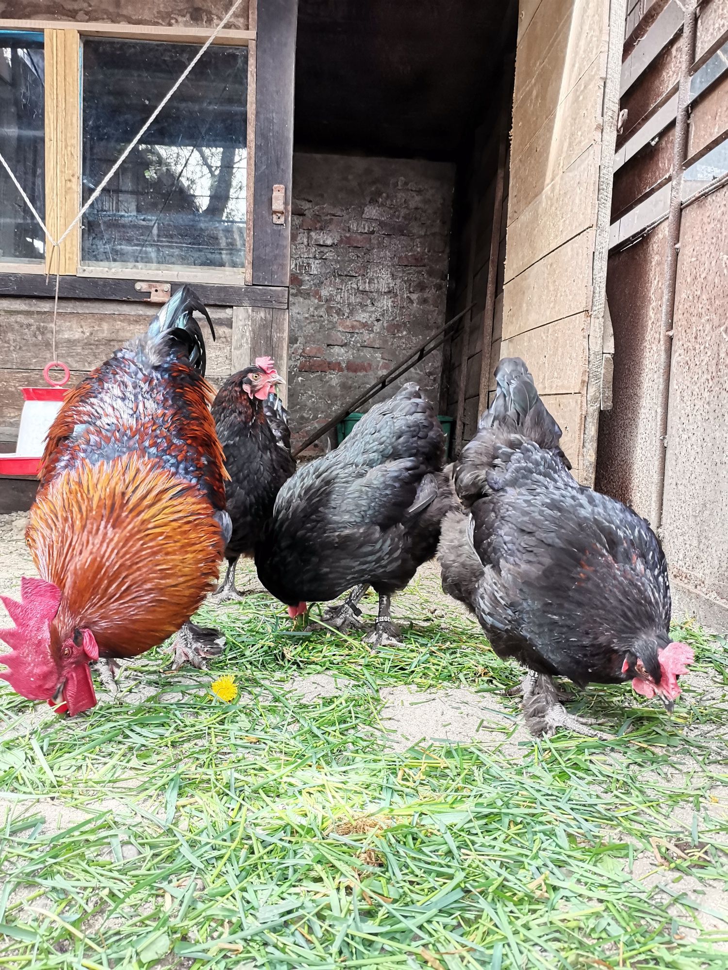 Familie Marans negru-arămiu