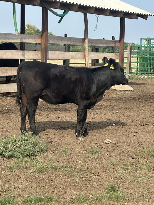 Vand 22 vitele angus