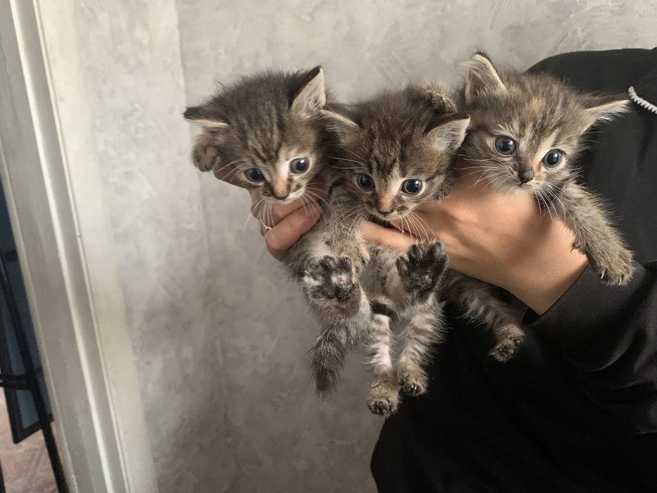 Отдам котят в хорошие руки