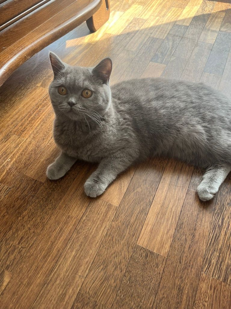 Pui Brittish Shorthair !!URGENT!!