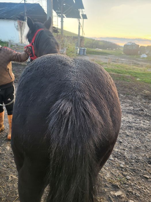 Vand manz negru semigreu