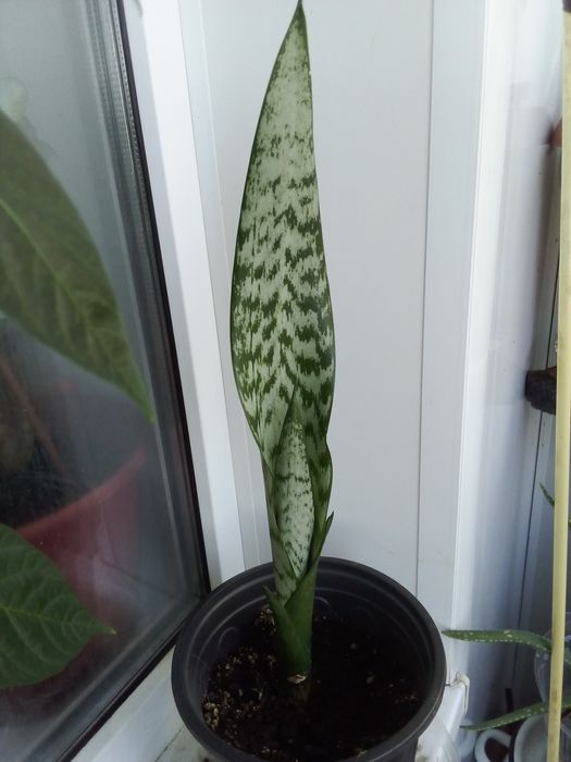 Цветок щучий хвост