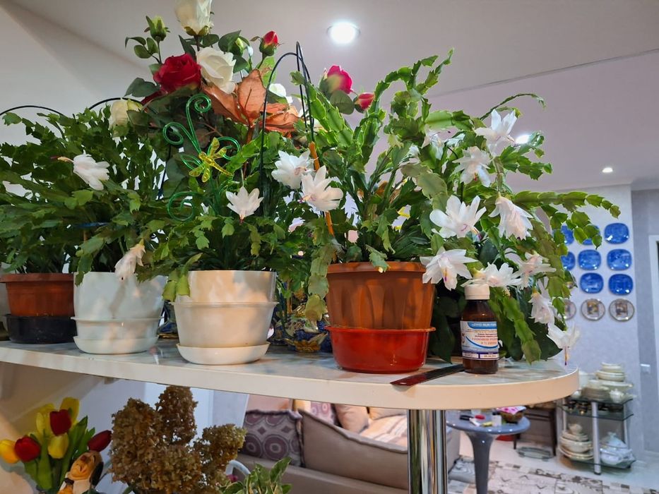 Декабристы цветы