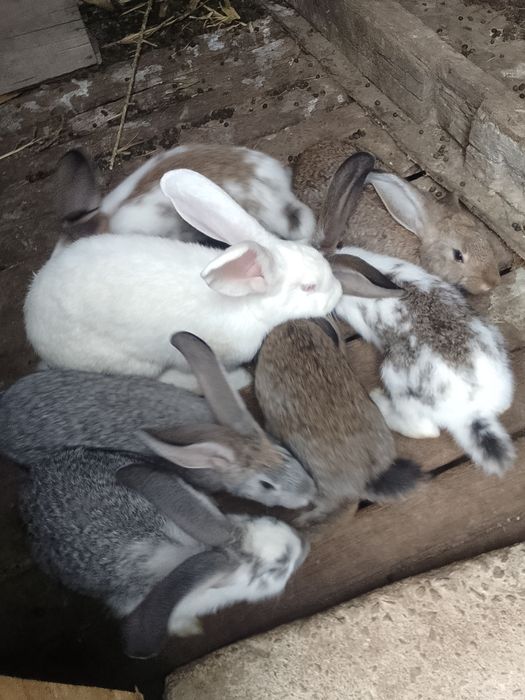 Vînd iepuri californieni 3 iepuroaice și 3 iepuri