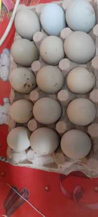 Oua verzi pentru incubat de araucana argintiu