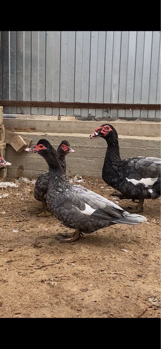 Индоутка сатылады