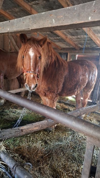 De vanzare un hărmăsar si un cal
