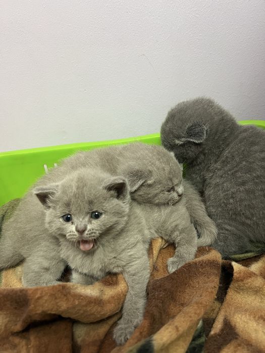 Шотландский мушукла сотилади