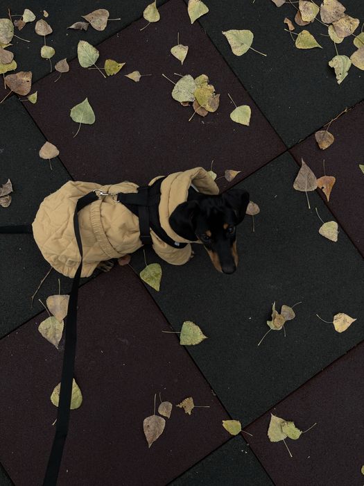 Отдам в добрые руки собачку таксу