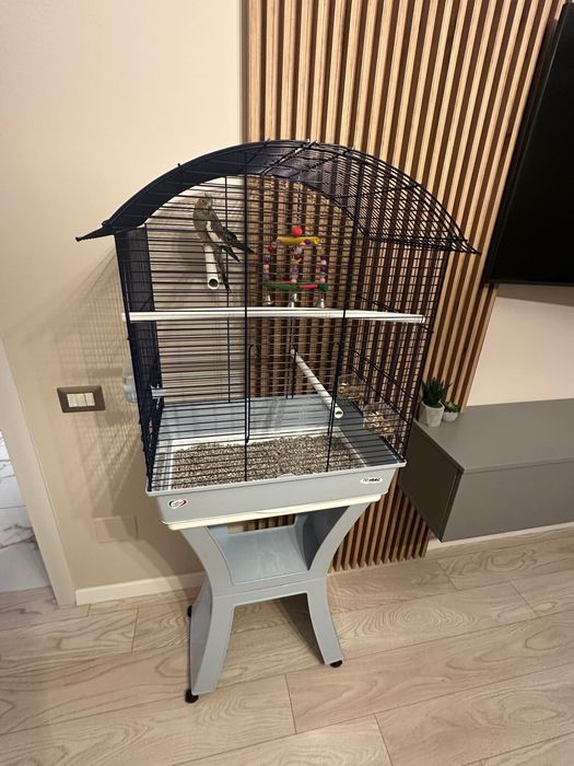 Vând cușcă mare+papagal Nimfa