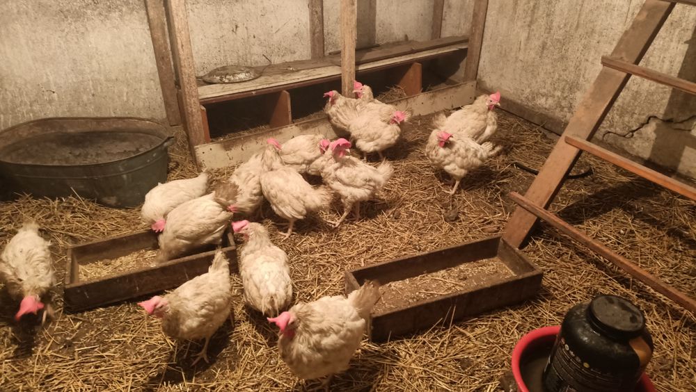 Продам кур несушек