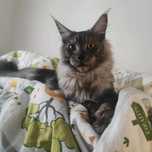 Pisica mâine coon