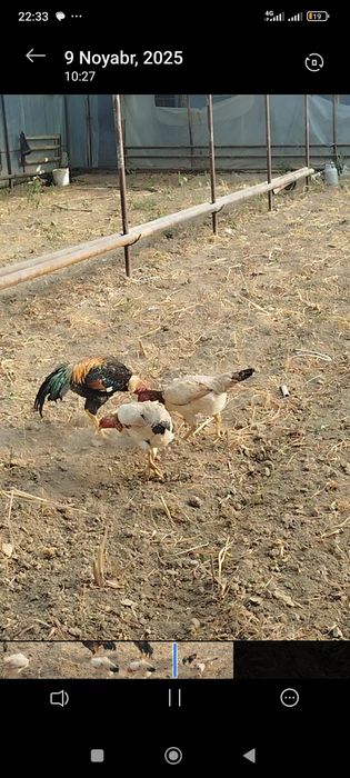 Dakan boboq tovuq tuxumda 2lasiyam