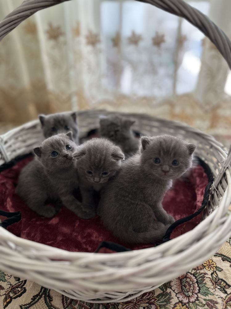 Продается котята