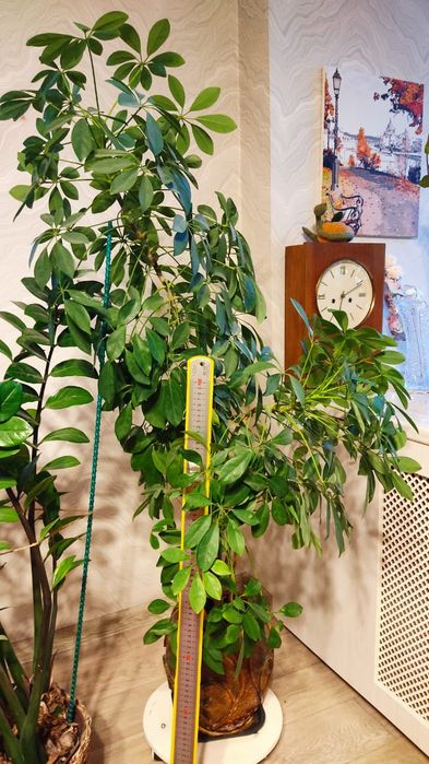 Шеффлера комнатные растения