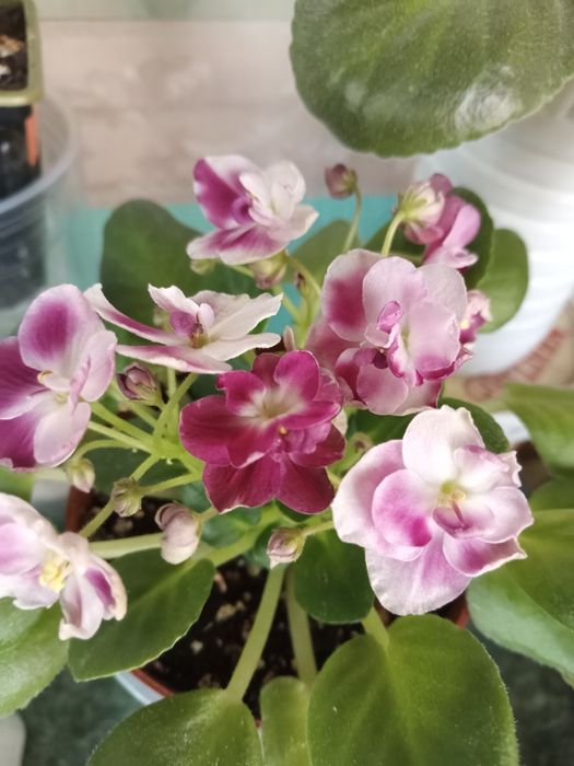 Фиалочки для дома