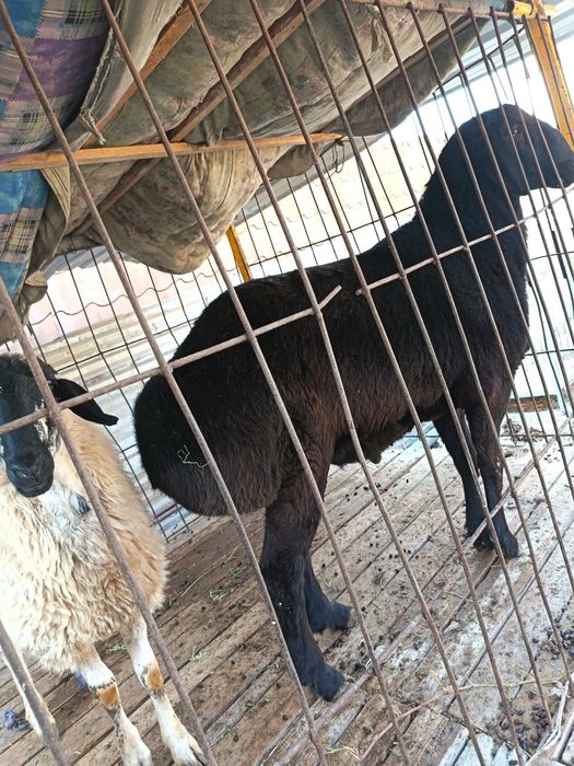 Qo'y sotiladi (zotdor)