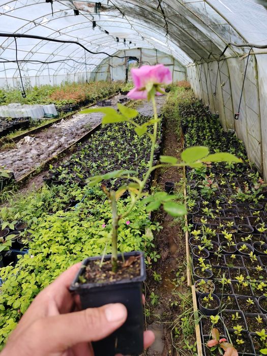 Trandafir  pentru dulceata  Damascena într-o oală